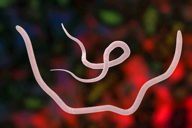 male and female ascaris worms